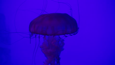 4K-Aufnahmen-Von-Quallen-In-Einem-Aquarium,-Das-Seine-Farbe-ändert