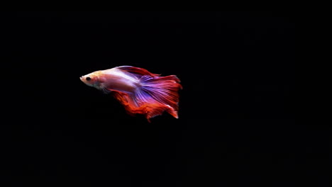 Vibrant-and-colourful-Siamese-fighting-fish-Betta-splendens,-also-known-as-Thai-Fighting-Fish-or-betta,-a-popular-aquarium-fish-in-super-slow-motion-on-black-background