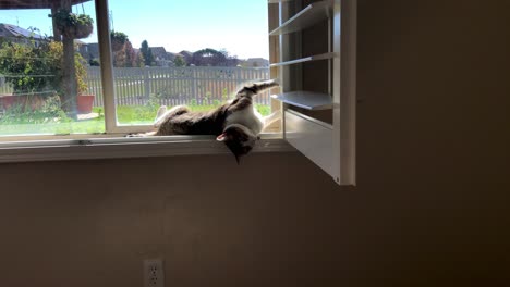 A-cat-sits-in-a-window-with-a-view-to-the-outside-and-stretches-and-rolls-about-in-a-cute-and-playful-way