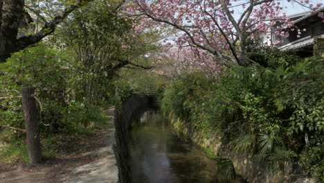 Kirschblüte,-Philosophenweg-In-Kyoto---Japan