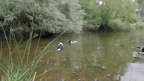 Zwei-Border-Collie-Hunde-Schwimmen-An-Einem-Sommertag-In-Einem-Fluss
