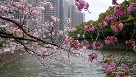 Kirschblütenbaum-In-Tokio---Japan