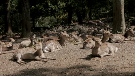 Deer-in-the-city-of-Nara---Japan