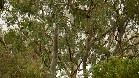 Native-Australian-Corella-flock-in-plague-proportions-at-a-Victorian-township