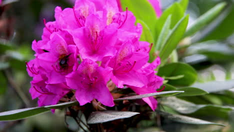 Rhododendron-Schöne-Blume-Und-Hummel-Trinken-Nektarbiene