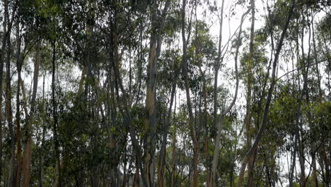 Young-plantation-of-indigenous-gum-trees-at-the-You-Yangs-National-Park,-Victoria-Australia
