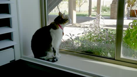 Eine-Süße-Hauskatze-Sitzt-In-Einem-Fenster-Und-Gähnt-Vor-Langeweile,-Sieht-Dann-Draußen-Vögel-Und-Wird-Aufmerksam