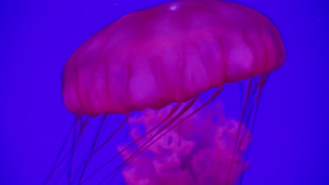 4K-Aufnahmen-Von-Quallen-In-Einem-Aquarium,-Das-Seine-Farbe-ändert