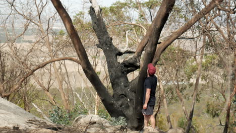 Man-inspects-burnt-bush-fire-damaged-tree-at-the-You-Yangs-National-Park,-Victoria-Australia