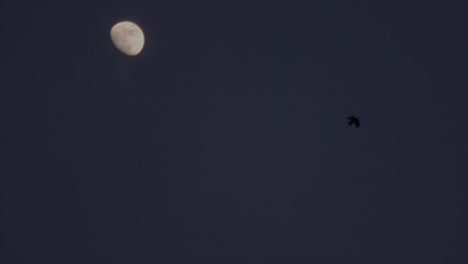 Zeitlupenvideo-Von-Krähen,-Die-Nach-Sonnenuntergang-Vor-Dem-Mond-Fliegen