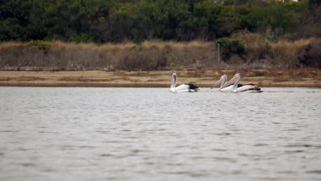Three-large-Australian-pelicans-wade-down-a-creek