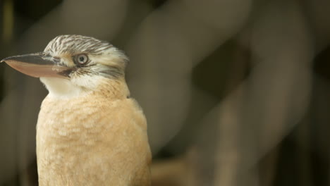 Kookaburra-Nativo-Australiano-Que-Se-Ríe-Dentro-De-Un-Santuario-De-Vida-Silvestre