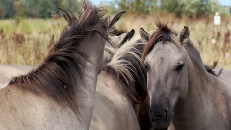 Wild-Horses-on-a-Grey-and-Windy-Day