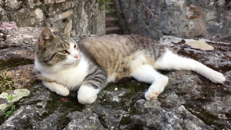 Schläfrige-Katze-Auf-Burgmauer