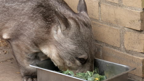 Südlicher-Wombat-Mit-Haariger-Nase-Erscheint-Aus-Seinem-Gehege-Und-Beginnt,-Etwas-Blattfutter-Aus-Einer-Silbernen-Schale-Zu-Essen
