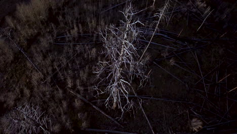 4K-Luftaufnahmen,-Die-Einen-Noch-Stehenden-Baum-Nach-Einem-Waldbrand-Umkreisen