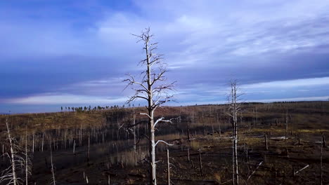 Aerial-pan-around-the-devastating-aftermath-of-a-forest-fire-beside-a-highway