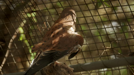 Nankeen-kestrel-falcon-perched-on-a-branch