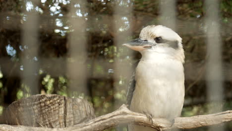 Gebürtiger-Australischer-Kookaburra-In-Einem-Naturschutzgebiet