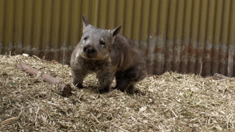 Southern-Hairy-Nosed-Wombat-looks-curiously-at-the-camera