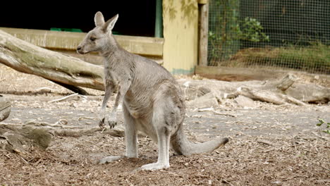 Wallaby-De-Cuello-Rojo-Australiano-En-Un-Santuario-De-Vida-Silvestre