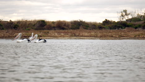 Ein-Paar-Große-Australische-Pelikane-Gesellt-Sich-Zu-Einem-Anderen,-Während-Sie-Einen-Bach-Hinunterschwimmen