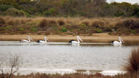 A-group-of-large-Australian-pelicans-paddle-down-a-creek