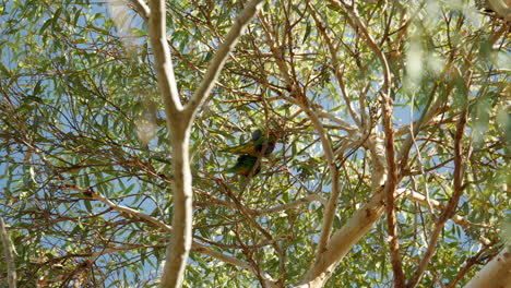 Zwei-Männliche-Rotrumpfpapageien,-Die-Hoch-Oben-In-Einem-Eukalyptusbaum-Thront