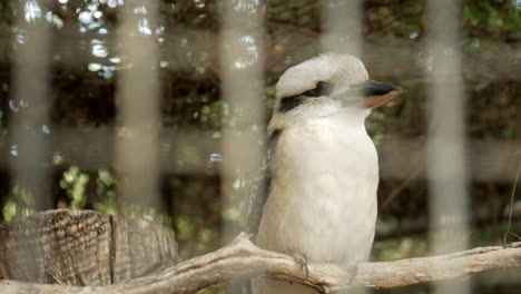 Kookaburra-Australiano-Nativo-Enjaulado-Dentro-De-Un-Santuario-De-Vida-Silvestre