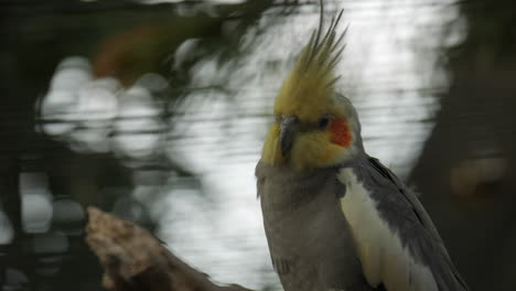 Injured-cockatiel-sitting-in-on-a-perch-with-a-yellow-crest-and-red-markings