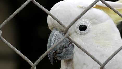 Sulphur-crested-cockatoo-climbing-on-a-wire-fence-enclosure-at-a-wildlife-sanctuary