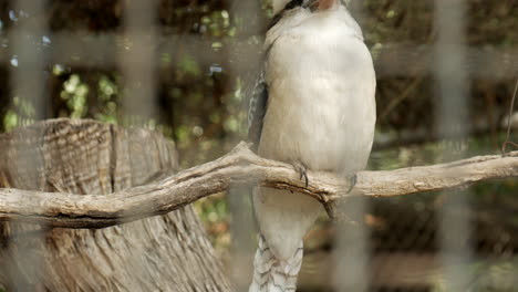 Einheimischer-Australischer-Kookaburra,-Eingesperrt-In-Einem-Naturschutzgebiet
