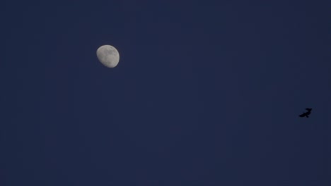 Slow-motion-video-of-Crows-flying-after-sunset-in-front-of-the-moon