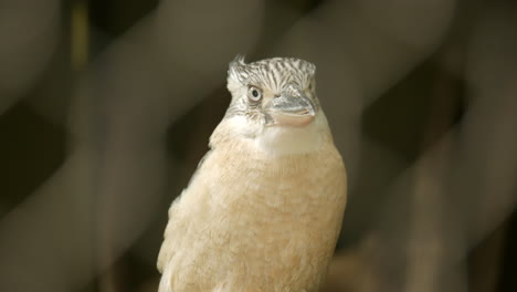 Kookaburra-Australiano-Nativo-Dentro-De-Un-Santuario-De-Vida-Silvestre