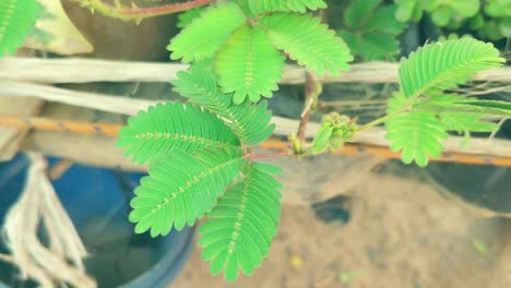 mimosa-pudica-plant-also-known-as-shy-or-touch-me-not-plant-being-touched-by-a-finger