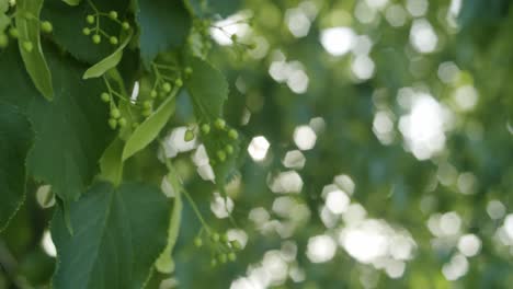 close-up-of-green-leaves-moving-in-the-wind,-with-sun-shining-through-them