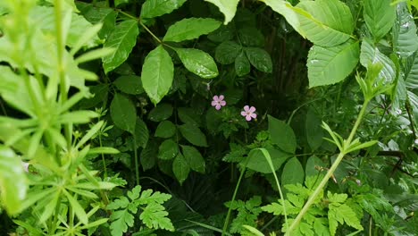 Lush-green-foliage-after-rain,-slow-pan-down-ending-on-small-pink-flowers