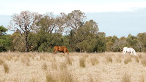A-chestnut-and-a-palomino-horse-grazing-in-a-dry-Australian-paddock