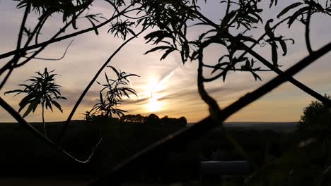 Goldener-Sonnenuntergang,-Der-Durch-Silhouetierte-Bäume-Betrachtet-Wird,-Die-Sanft-Im-Wind-Wehen