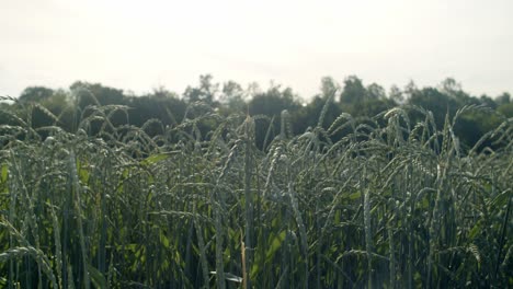field-of-green-wheat-at-late-afternoon