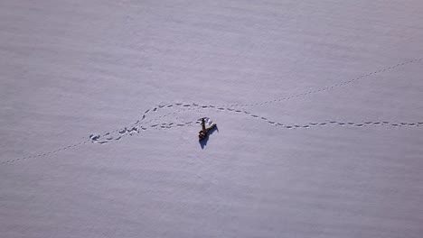 Drone-shot-of-a-young-man-with-ski-suit-laying-alone-in-a-wide-open-snow-field