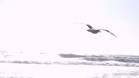 Seagull-flying-before-Sunset-in-Santa-Monica-Beach,-LA,-CA