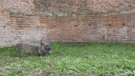 Roman-Ruins-Rabbit