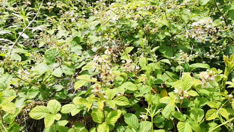 Flowering-brambles-with-bees-flying-about