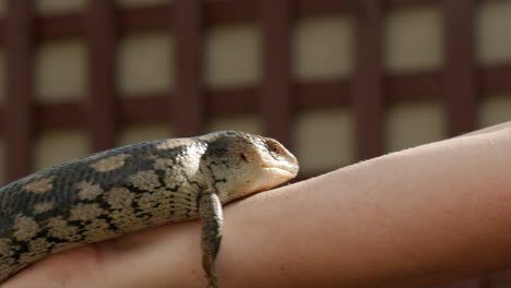 Australian-sanctuary-zoo-keeper-holding-onto-a-blue-tongue-lizard