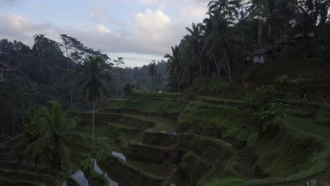 AERIAL:-Rice-terraces-in-Ubud-Bali