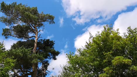 Scots-Pine-tree-against-blue-sky-with-clouds,-light-wind