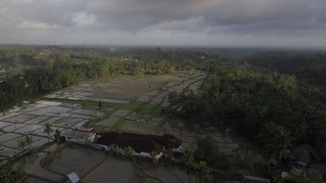 Antenne:-Reisterrassen-In-Ubud-Bali