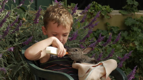 Junge-Sitzt-Und-Säugt-Ein-Joey-Känguru