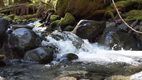 Water-flowing-over-rocks-covered-by-moss-in-the-forest-of-the-Olympic-National-Forest